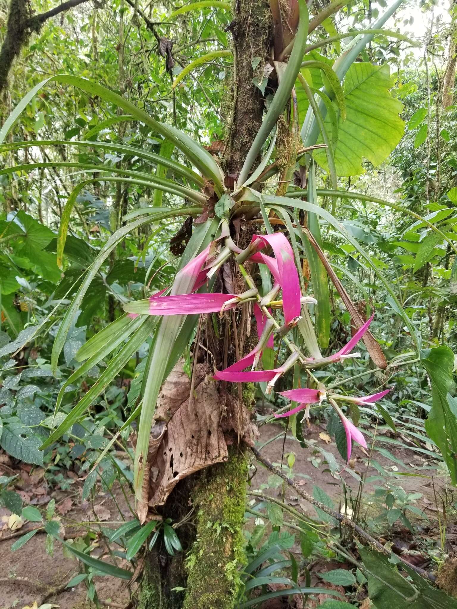 Image of Guzmania wittmackii (André) André ex Mez