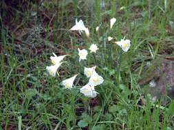 Image de Narcissus cantabricus DC.