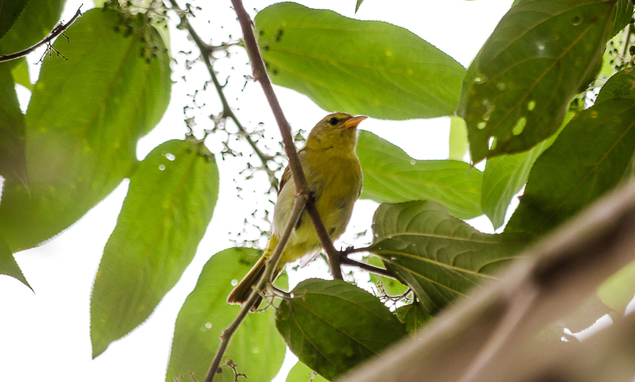 صورة Hemithraupis guira guirina (Sclater & PL 1856)