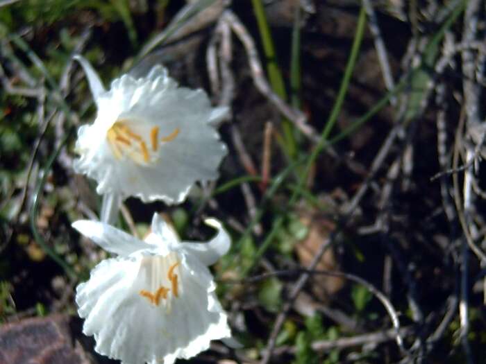 Image de Narcissus cantabricus DC.