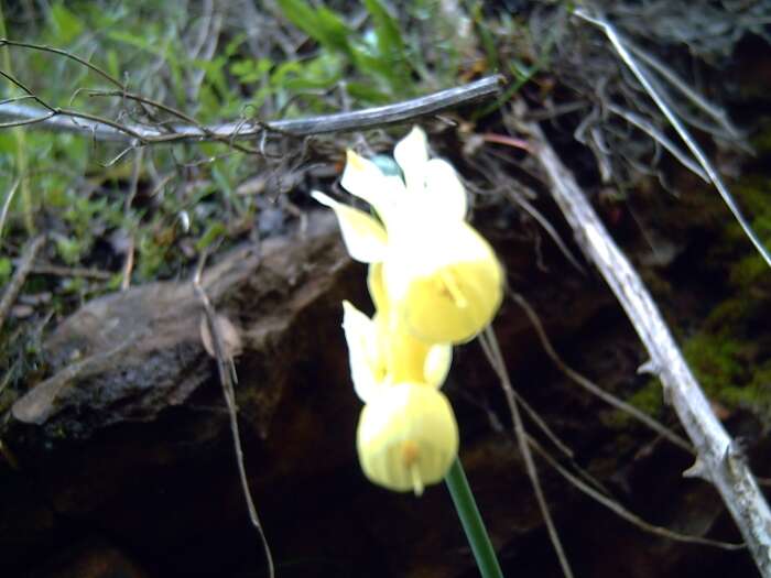 Image of Narcissus cernuus