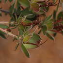 Image of Adenanthos venosus Meissn.