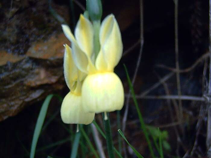 Image of Narcissus cernuus