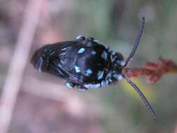 Image of Thyreus nitidulus (Fabricius 1804)