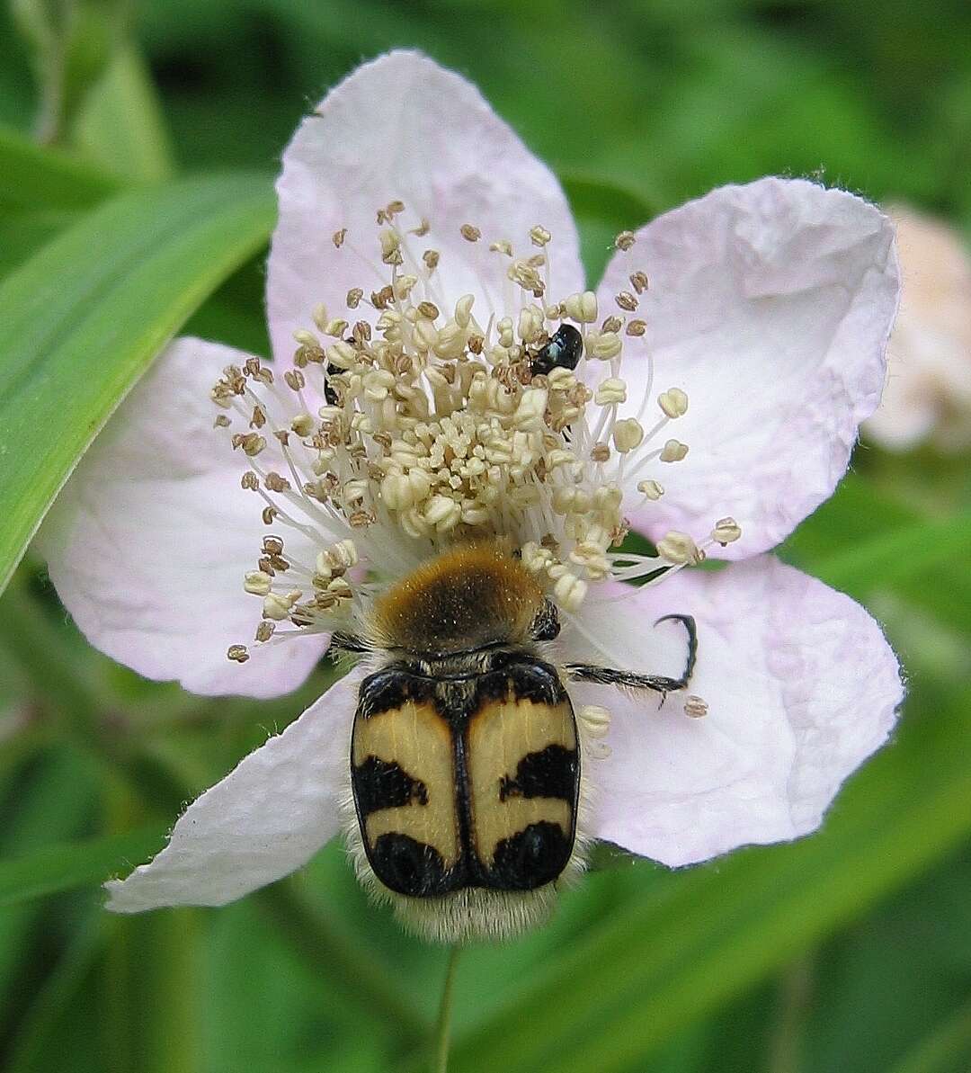 Image of Bee beetle