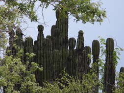 صورة Stenocereus chrysocarpus Sánchez-Mej.