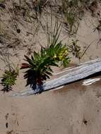 Image of evening primrose