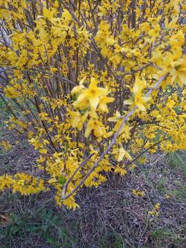 Forsythia intermedia Zabel resmi