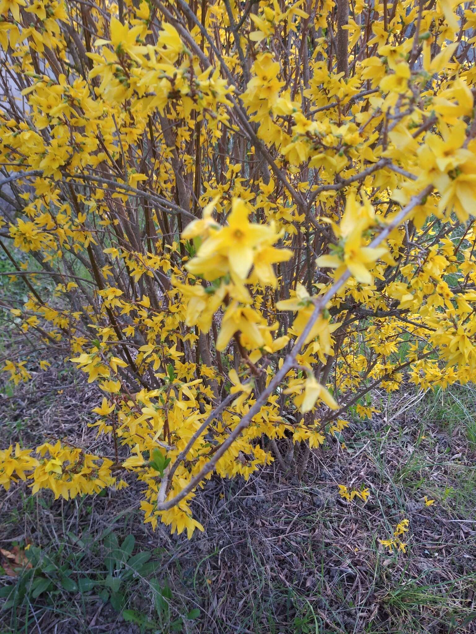 Image de Forsythia intermedia Zabel