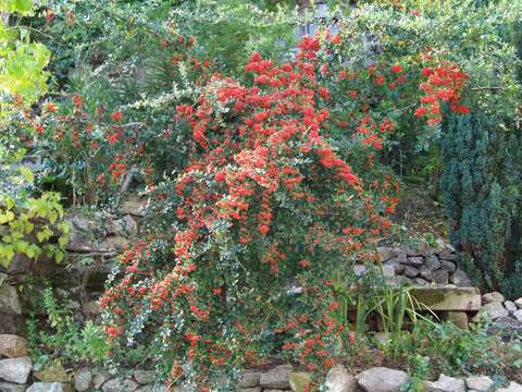 Image de Pyracantha coccinea M. J. Roemer