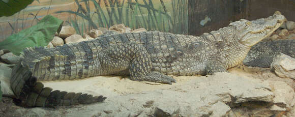 Image of Nile crocodile