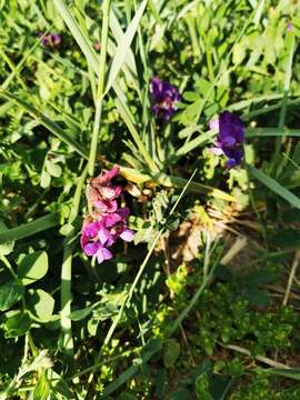 Image of beach pea