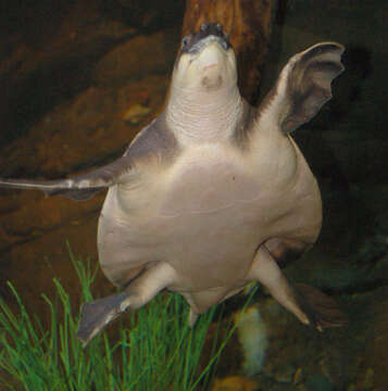 Image of pig-nosed turtle