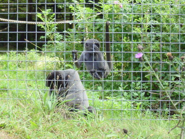 Image of Woolly monkey