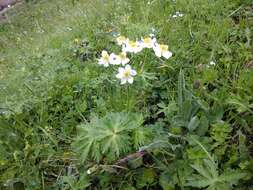 Imagem de Anemonastrum narcissiflorum subsp. fasciculatum (L.) Raus