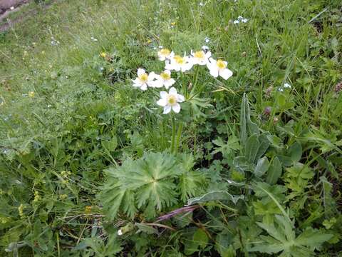 Image of Anemonastrum narcissiflorum subsp. fasciculatum (L.) Raus