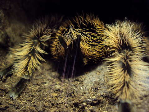 Image of Curlyhair tarantula