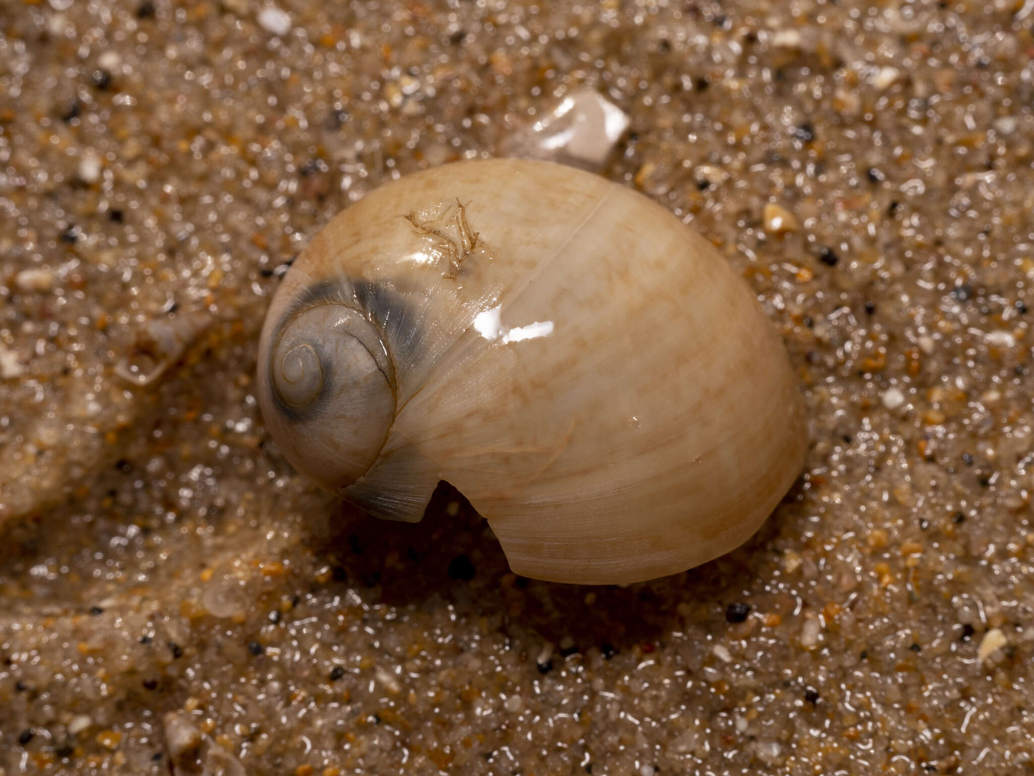 Image of Eunaticina umbilicata (Quoy & Gaimard 1832)