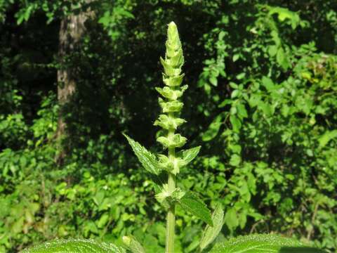 Image of Stachys iltisii J. B. Nelson