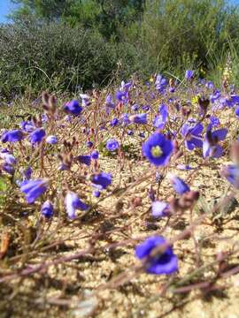 Image de Heliophila acuminata (Eckl. & Zeyh.) Steud.