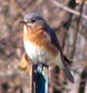 Image of Eastern Bluebird