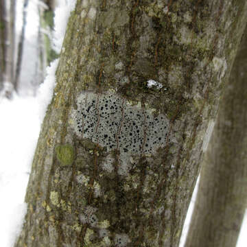 Image of disc lichen