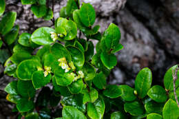 Image of Diospyros scabrida (Harv. ex Hiern) De Winter