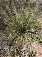 Image of foothill beargrass