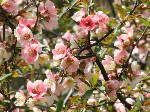 Image of Cathay quince