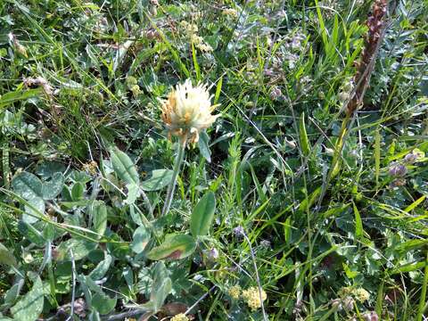 Image of Trifolium caucasicum Tausch