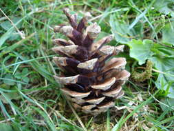 Imagem de Pinus nigra J. F. Arnold