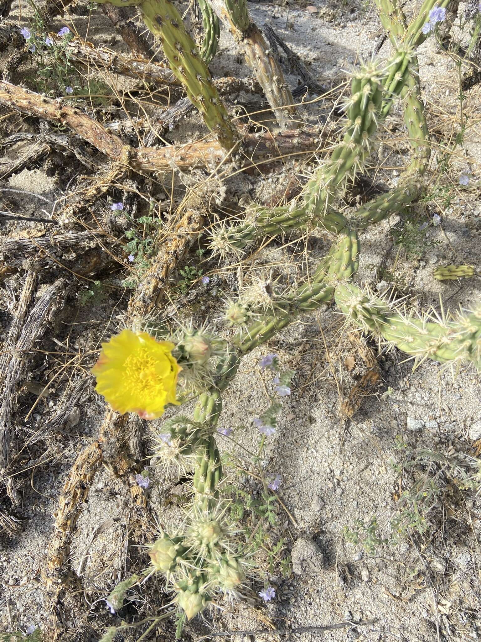 Image de Cylindropuntia californica var. delgadilloana (Rebman & Pinkava) Rebman