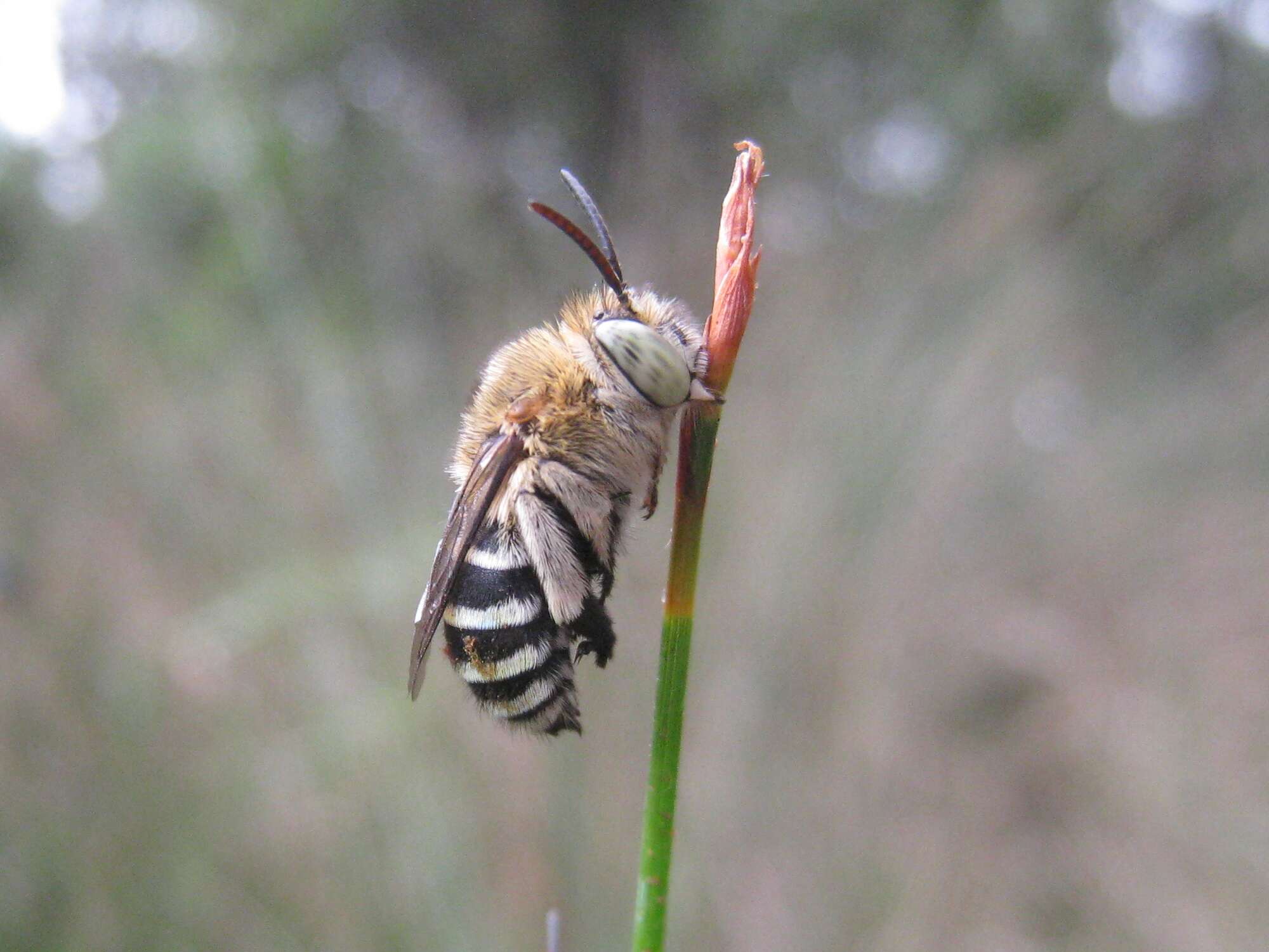 Sivun Amegilla cingulata (Fabricius 1775) kuva