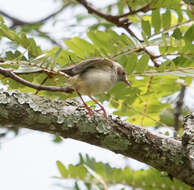 صورة Sylvietta ruficapilla Barboza du Bocage 1877