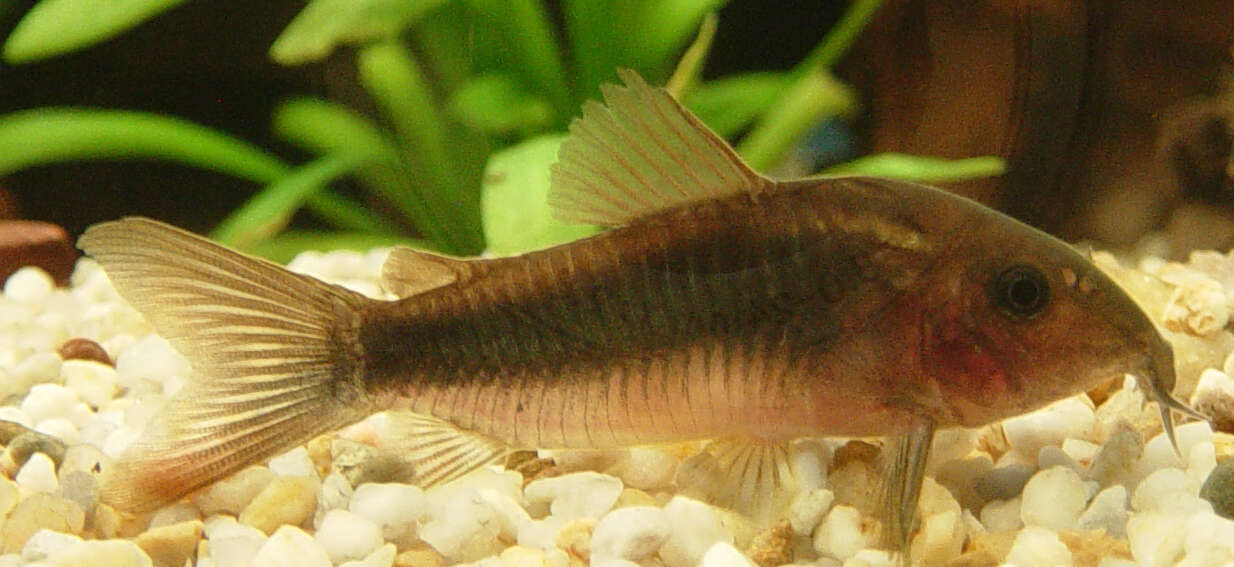 Plancia ëd Corydoras aeneus (Gill 1858)