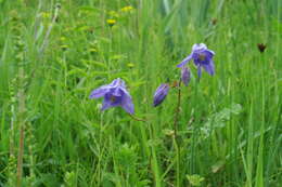 Слика од Aquilegia nigricans Baumg.