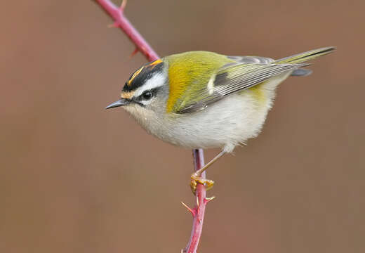 Image of Common Firecrest