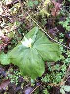 Image of smallflower wakerobin