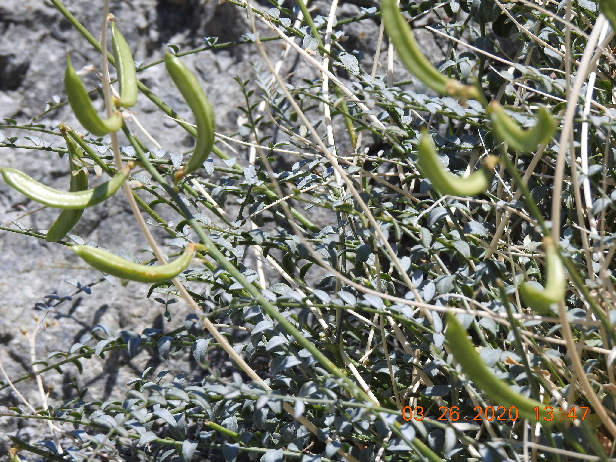 Image of triplerib milkvetch