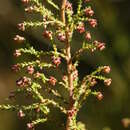 Sivun Erica phacelanthera E. G. H. Oliver kuva