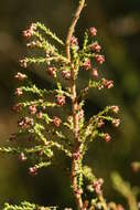 Sivun Erica phacelanthera E. G. H. Oliver kuva