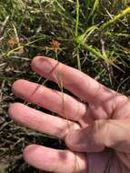 صورة Rhynchospora filifolia A. Gray