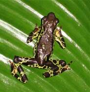 Atelopus spumarius Cope 1871的圖片