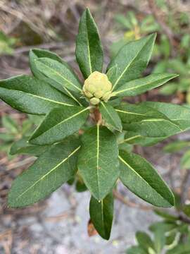 Image de Chrysomyxa rhododendri (DC.) de Bary 1879