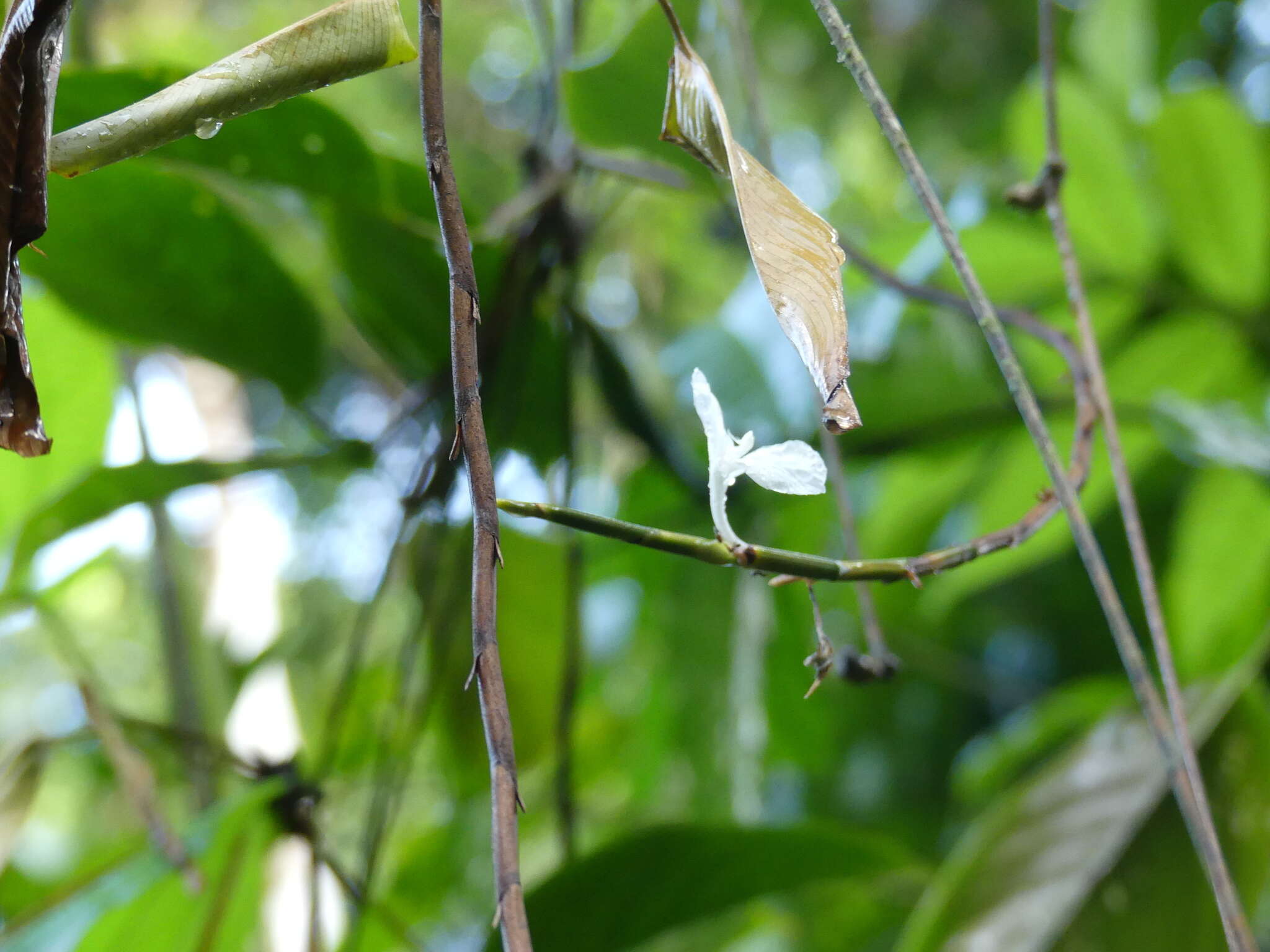 Plancia ëd Ischnosiphon centricifolius L. Andersson