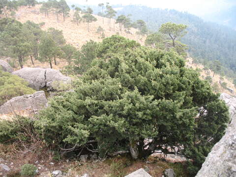 Image de Juniperus monticola Martínez