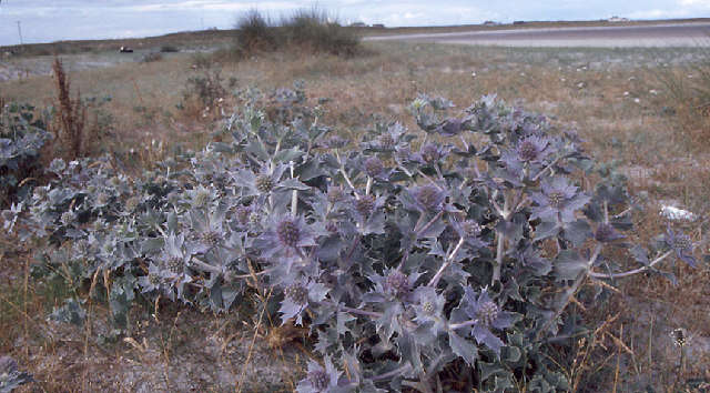 Image de Panicaut de mer