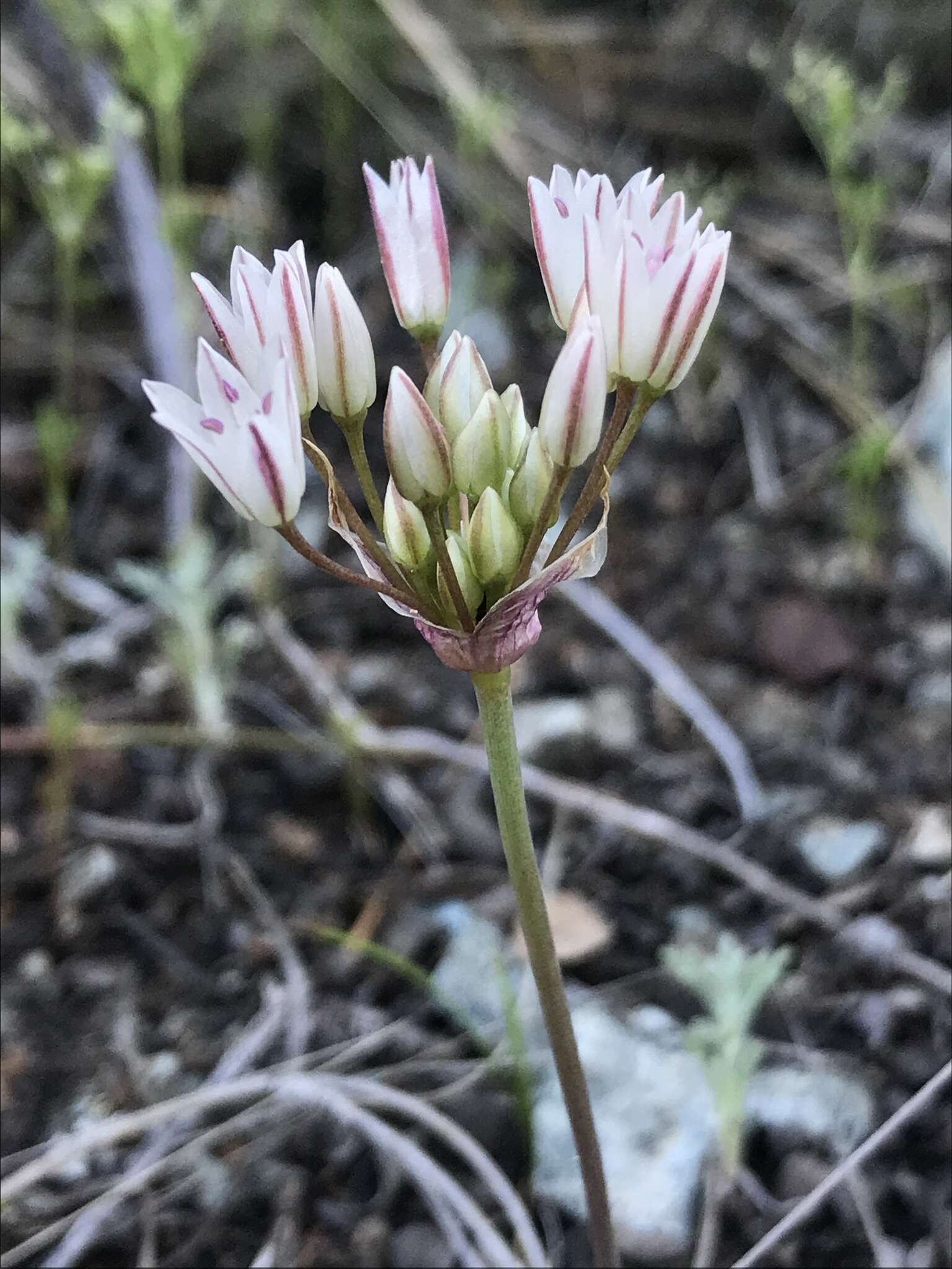 Image of serpentine onion