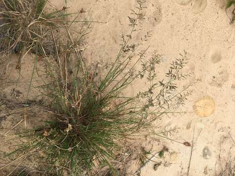 Image of Brown's lovegrass