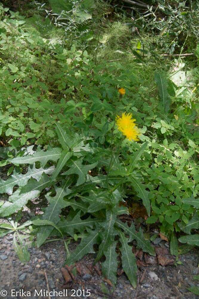 Plancia ëd Sonchus arvensis L.